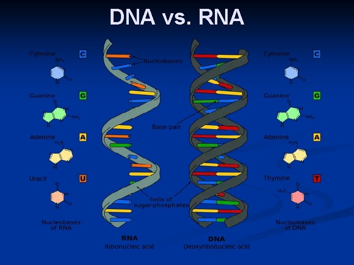 DNA vs. RNA 
