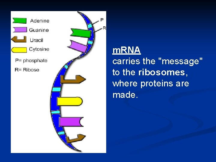 m. RNA carries the "message" to the ribosomes, where proteins are made. 