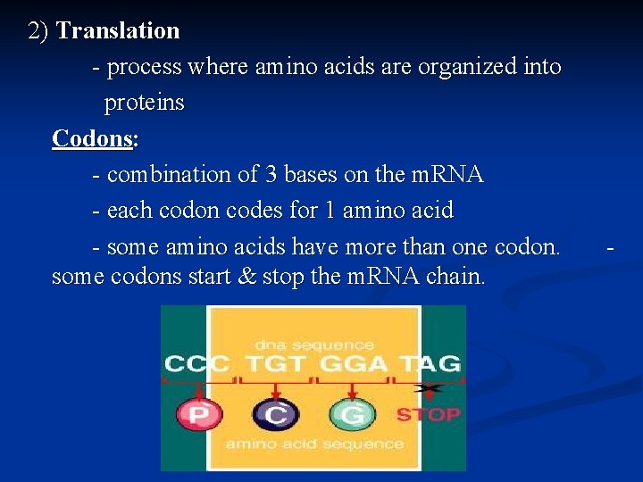 2) Translation - process where amino acids are organized into proteins Codons: - combination
