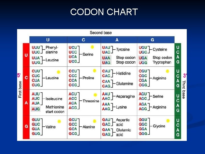 CODON CHART 