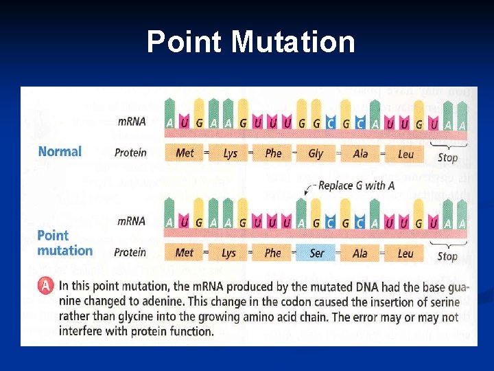 Point Mutation 