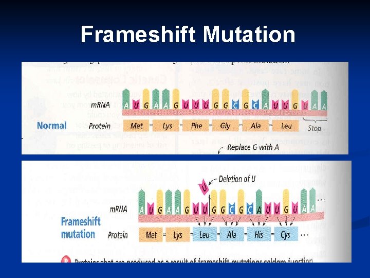Frameshift Mutation 