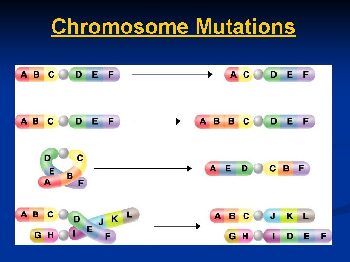 Chromosome Mutations 