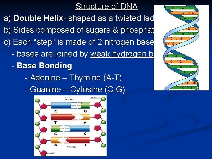 Structure of DNA a) Double Helix- shaped as a twisted ladder. b) Sides composed