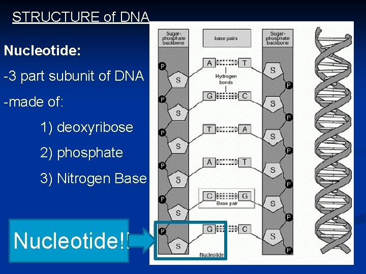 STRUCTURE of DNA Nucleotide: -3 part subunit of DNA -made of: 1) deoxyribose 2)