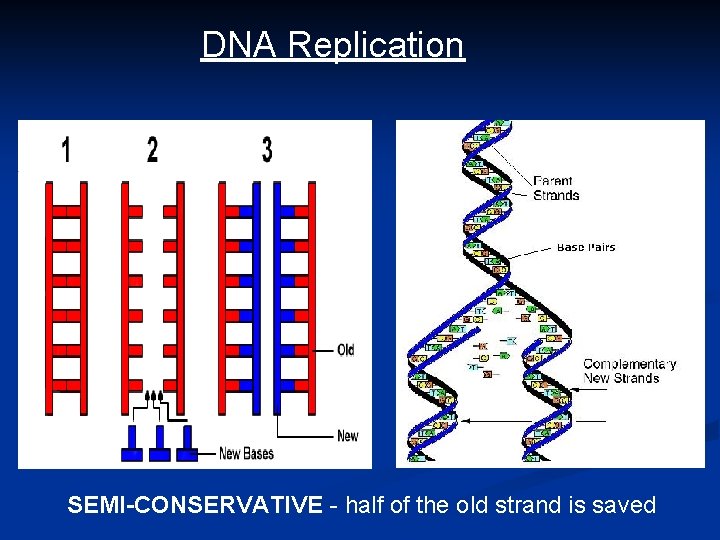 DNA Replication SEMI-CONSERVATIVE - half of the old strand is saved 