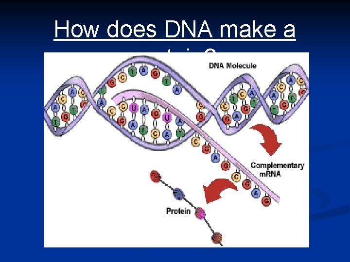 How does DNA make a protein? 
