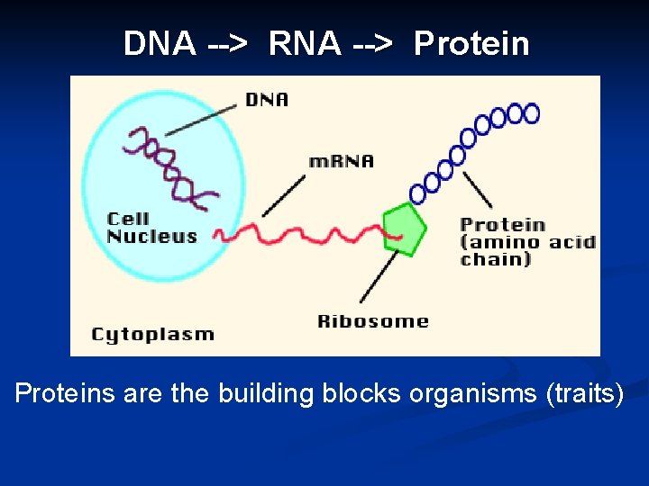 DNA --> RNA --> Proteins are the building blocks organisms (traits) 