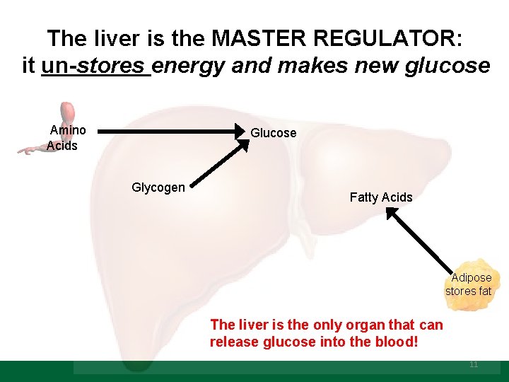 The liver is the MASTER REGULATOR: it un-stores energy and makes new glucose Amino