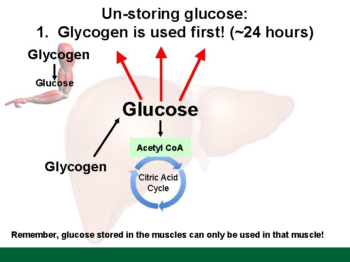 Un-storing glucose: 1. Glycogen is used first! (~24 hours) Glycogen Glucose Acetyl Co. A