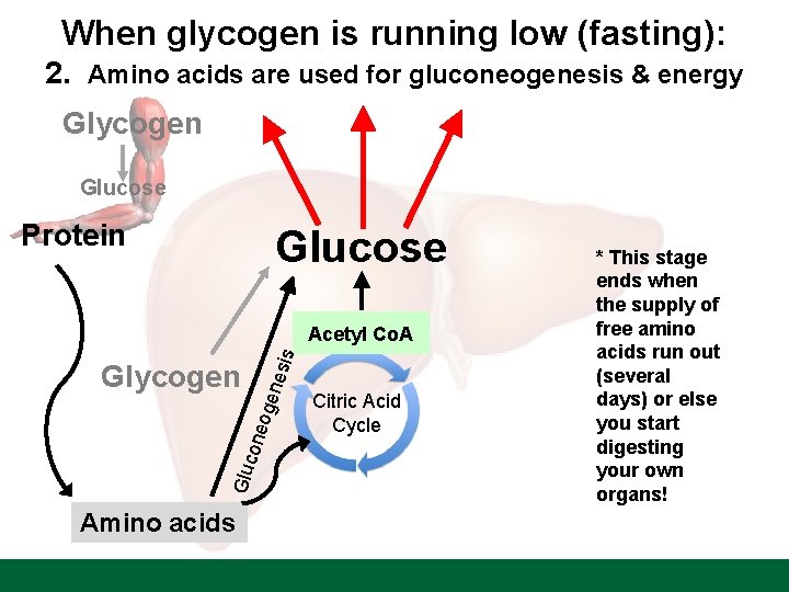 When glycogen is running low (fasting): 2. Amino acids are used for gluconeogenesis &