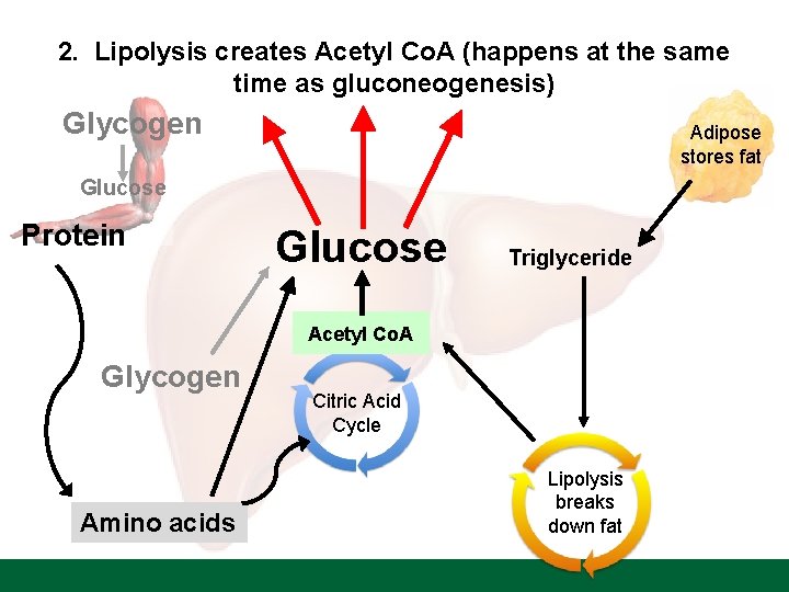 2. Lipolysis creates Acetyl Co. A (happens at the same time as gluconeogenesis) Glycogen