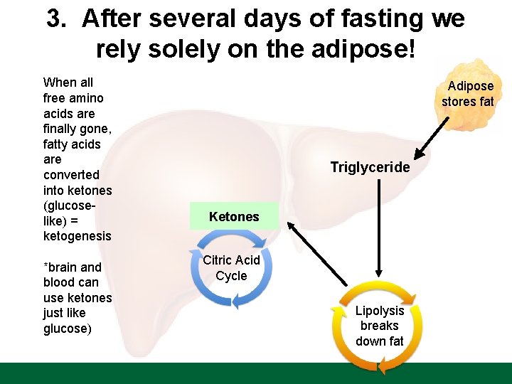 3. After several days of fasting we rely solely on the adipose! When all