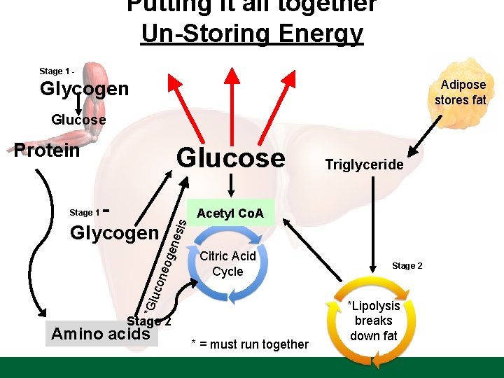 Putting it all together Un-Storing Energy Stage 1 - Adipose stores fat Glycogen Glucose