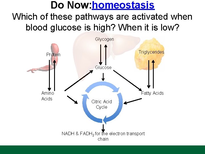 Do Now: homeostasis Which of these pathways are activated when blood glucose is high?