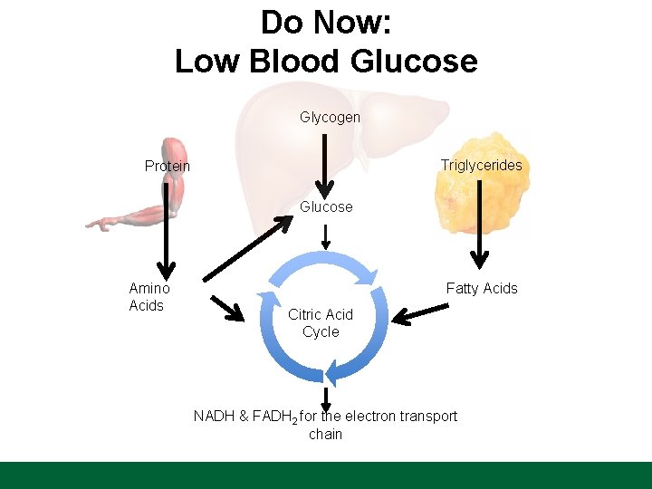 Do Now: Low Blood Glucose Glycogen Triglycerides Protein Glucose Amino Acids Fatty Acids Citric