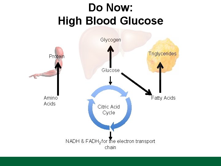 Do Now: High Blood Glucose Glycogen Triglycerides Protein Glucose Amino Acids Fatty Acids Citric