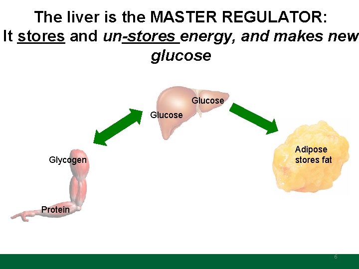 The liver is the MASTER REGULATOR: It stores and un-stores energy, and makes new