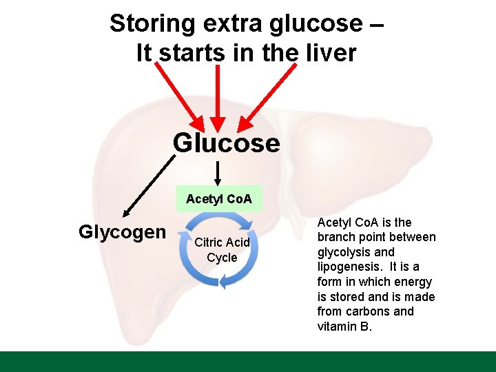Storing extra glucose – It starts in the liver Glucose Acetyl Co. A Glycogen