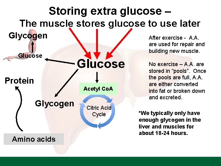 Storing extra glucose – The muscle stores glucose to use later Glycogen Glucose After
