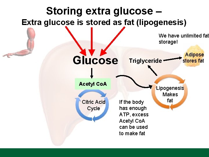 Storing extra glucose – Extra glucose is stored as fat (lipogenesis) We have unlimited