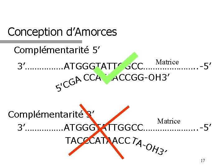 Conception d’Amorces Complémentarité 5’ Matrice 3’……………. ATGGGTATTGGCC…………………. . -5’ CCATAACCGG-OH 3’ A G C
