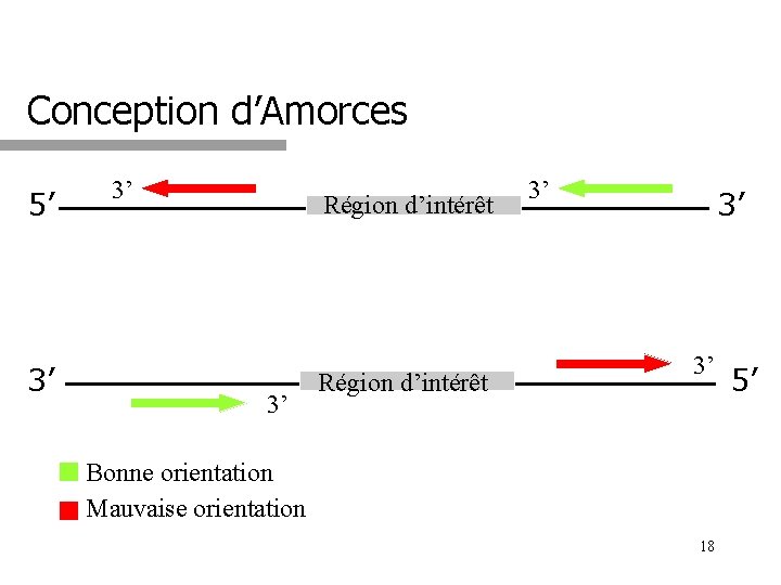 Conception d’Amorces 5’ 3’ 3’ Région d’intérêt 3’ 3’ 3’ Bonne orientation Mauvaise orientation