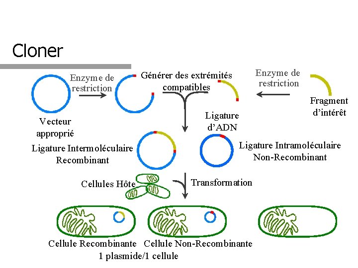 Cloner Enzyme de restriction Générer des extrémités compatibles Fragment d’intérêt Ligature d’ADN Vecteur approprié