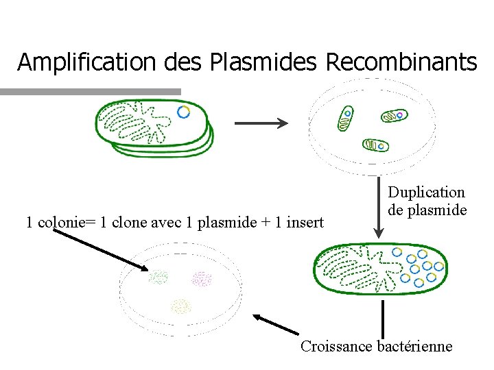Amplification des Plasmides Recombinants 1 colonie= 1 clone avec 1 plasmide + 1 insert