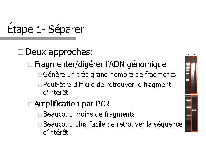 Étape 1 - Séparer q Deux approches: q Fragmenter/digérer l’ADN génomique q Génère un