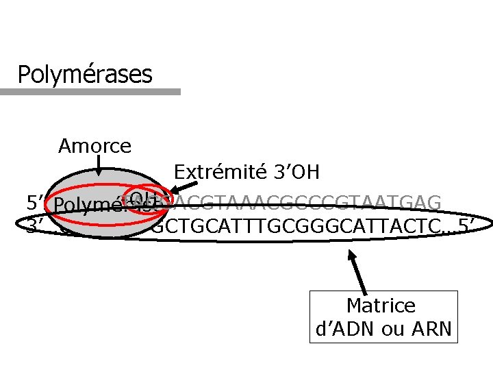 Polymérases Amorce Extrémité 3’OH -OH 5’…GTACT TACGACGTAAACGCCCGTAATGAG Polymérase 3’…CATGAATGCTGCATTTGCGGGCATTACTC… 5’ Matrice d’ADN ou ARN