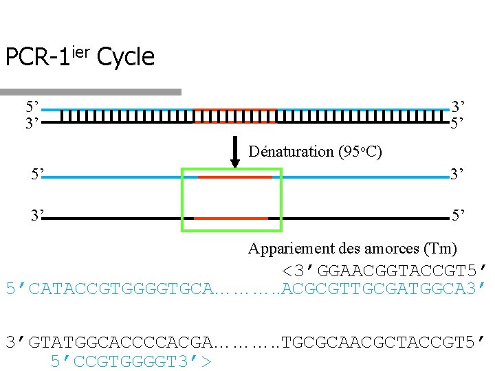 PCR-1 ier Cycle 5’ 3’ 3’ 5’ Dénaturation (95 o. C) 5’ 3’ 3’