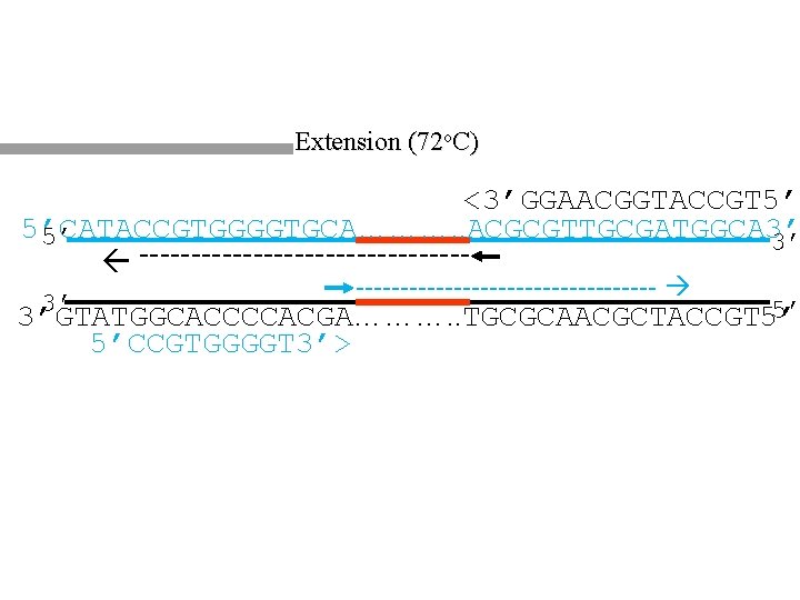 Extension (72 o. C) <3’GGAACGGTACCGT 5’ 5’CATACCGTGGGGTGCA………. . ACGCGTTGCGATGGCA 3’ 5’ 3’ ----------------- 3’