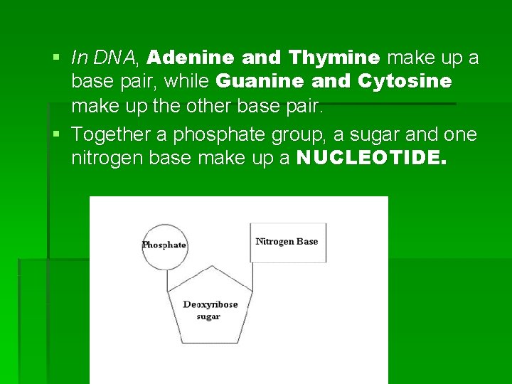 § In DNA, Adenine and Thymine make up a base pair, while Guanine and