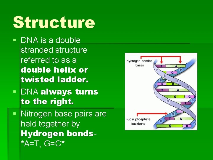 Structure § DNA is a double stranded structure referred to as a double helix