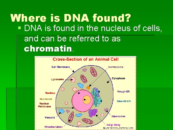 Where is DNA found? § DNA is found in the nucleus of cells, and