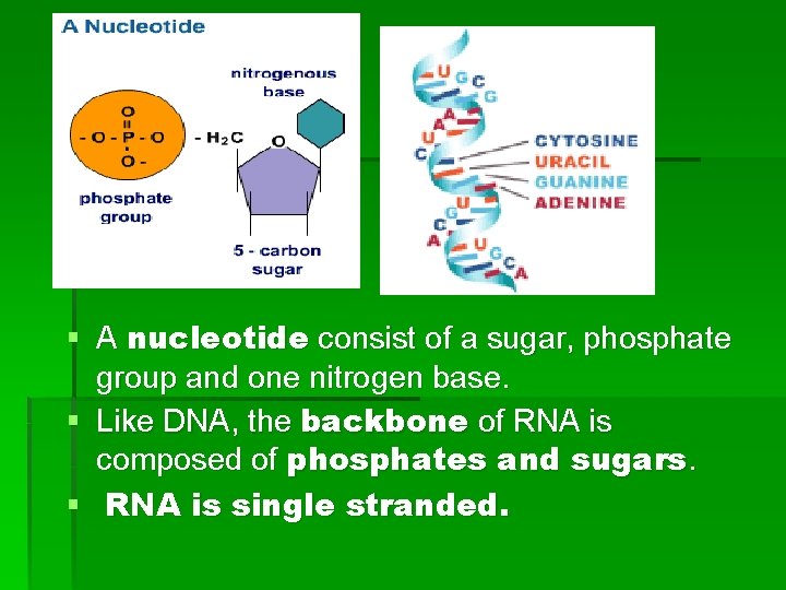 § A nucleotide consist of a sugar, phosphate group and one nitrogen base. §