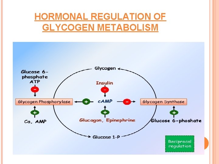 HORMONAL REGULATION OF GLYCOGEN METABOLISM 