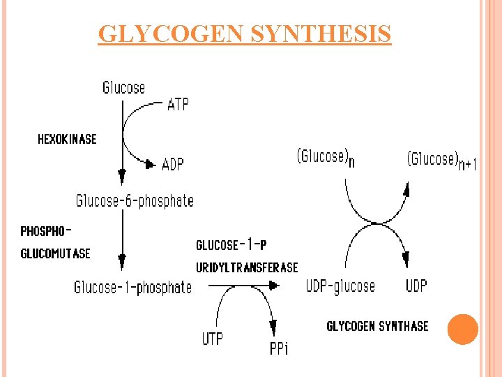 GLYCOGEN SYNTHESIS 