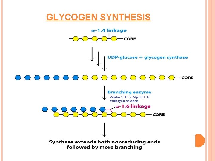 GLYCOGEN SYNTHESIS 