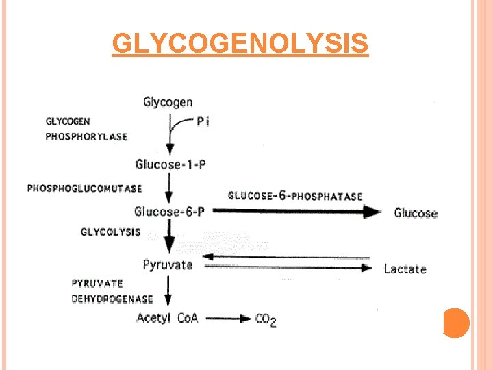 GLYCOGENOLYSIS 