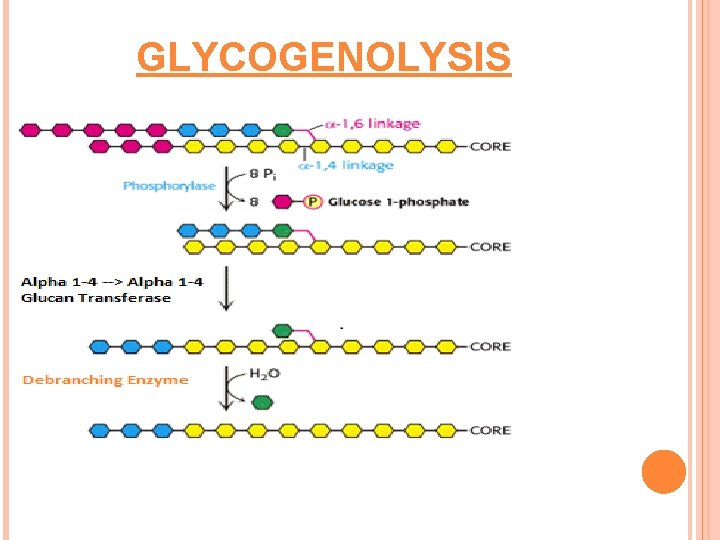 GLYCOGENOLYSIS 