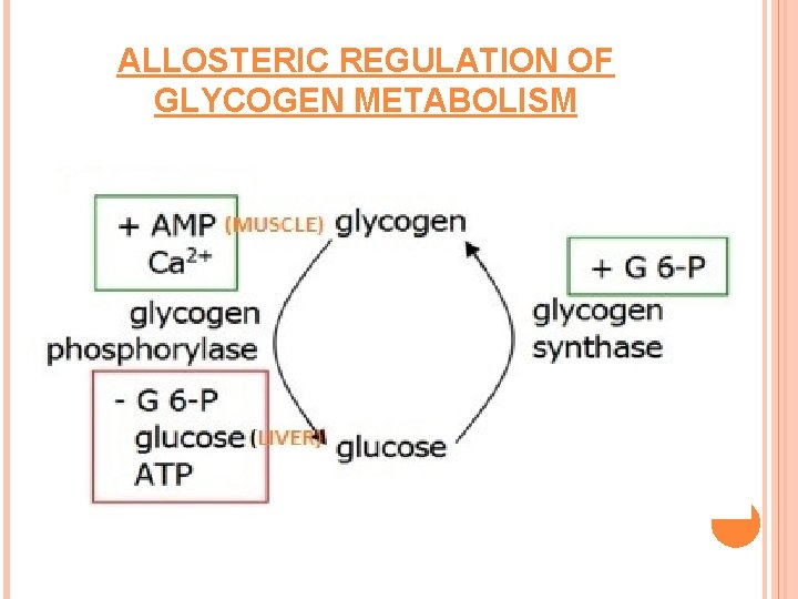 ALLOSTERIC REGULATION OF GLYCOGEN METABOLISM 