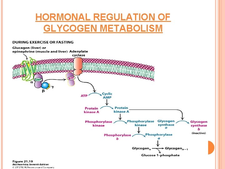 HORMONAL REGULATION OF GLYCOGEN METABOLISM 