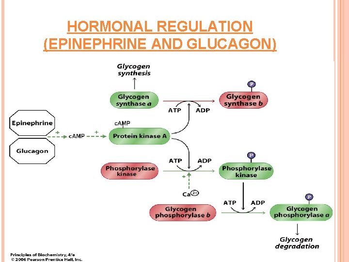 HORMONAL REGULATION (EPINEPHRINE AND GLUCAGON) 