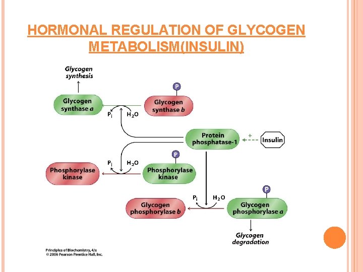 HORMONAL REGULATION OF GLYCOGEN METABOLISM(INSULIN) 