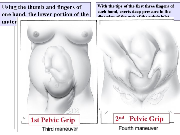 Using the thumb and fingers of one hand, the lower portion of the maternal