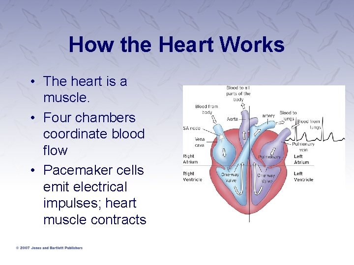 How the Heart Works • The heart is a muscle. • Four chambers coordinate