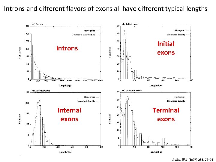 Introns and different flavors of exons all have different typical lengths Introns Internal exons