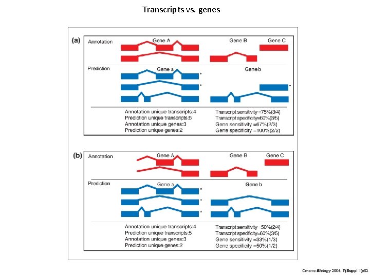 Transcripts vs. genes 